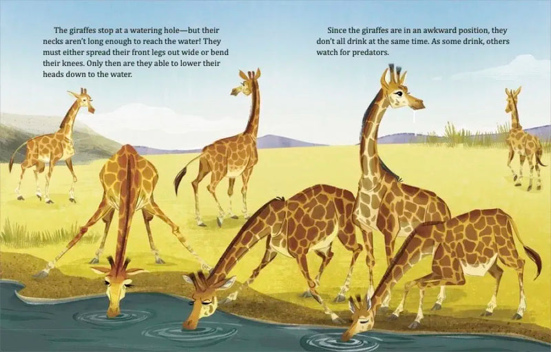 My Little Golden Book About Giraffes US - Hardback