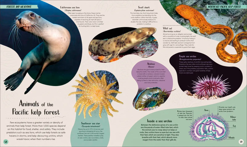 Ocean US - Hardback (9780593959237)