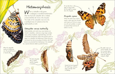 An Anthology of Butterflies and Moths US - Hardback