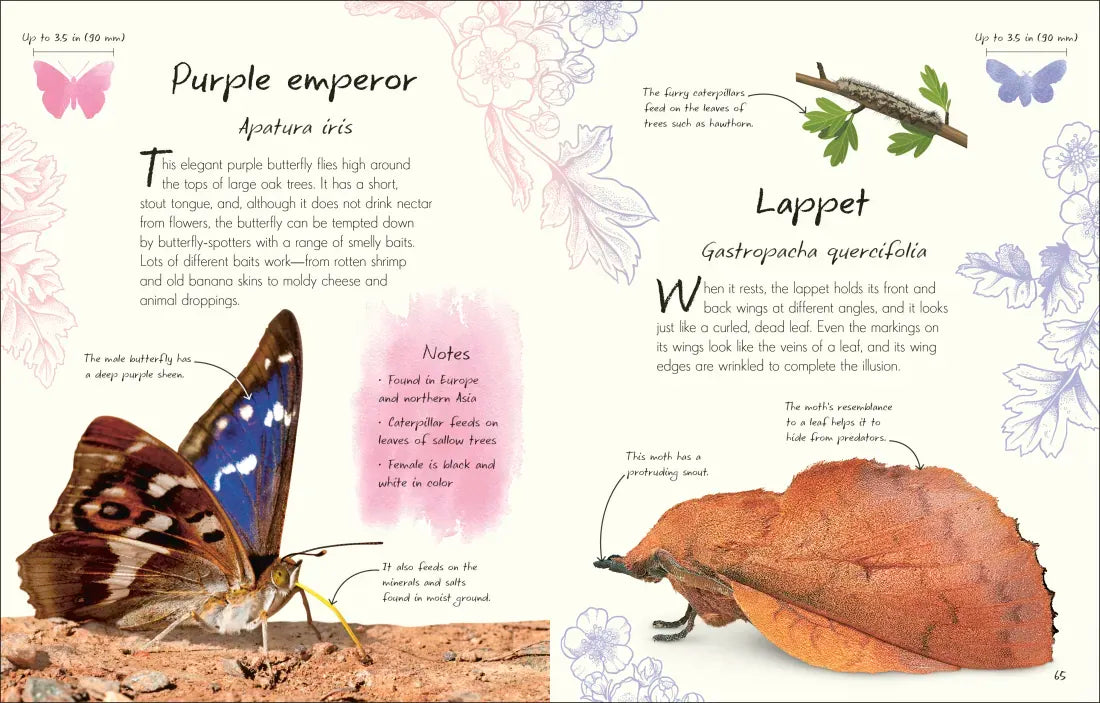 An Anthology of Butterflies and Moths US - Hardback