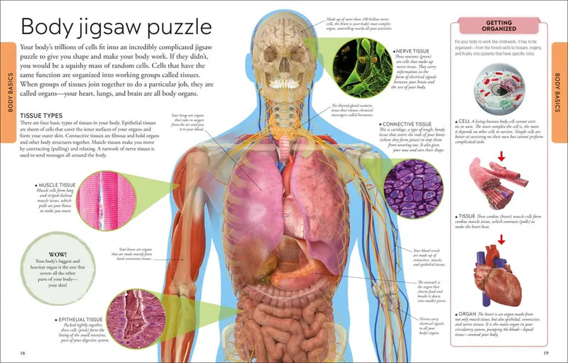 Human Body A Visual Encyclopedia US - Paperback / softback