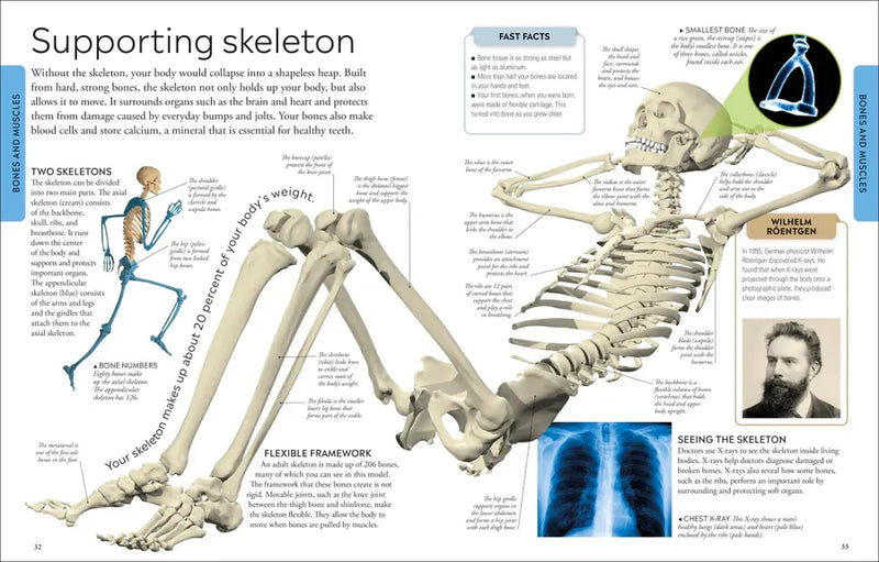 Human Body A Visual Encyclopedia US - Paperback / softback