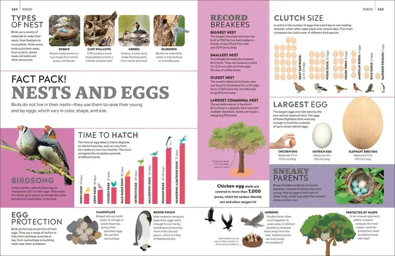 Eyewitness Encyclopedia of Animals US - Hardback