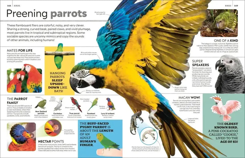 Eyewitness Encyclopedia of Animals US - Hardback