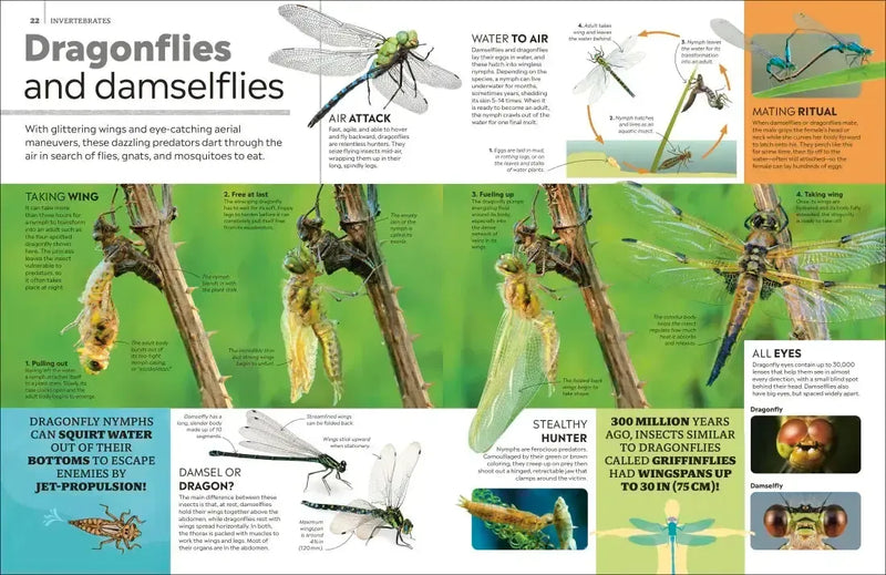 Eyewitness Encyclopedia of Animals US - Hardback