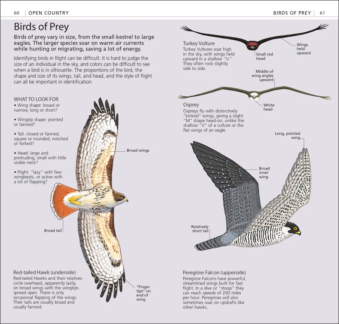 What's that Bird? US - Paperback / softback