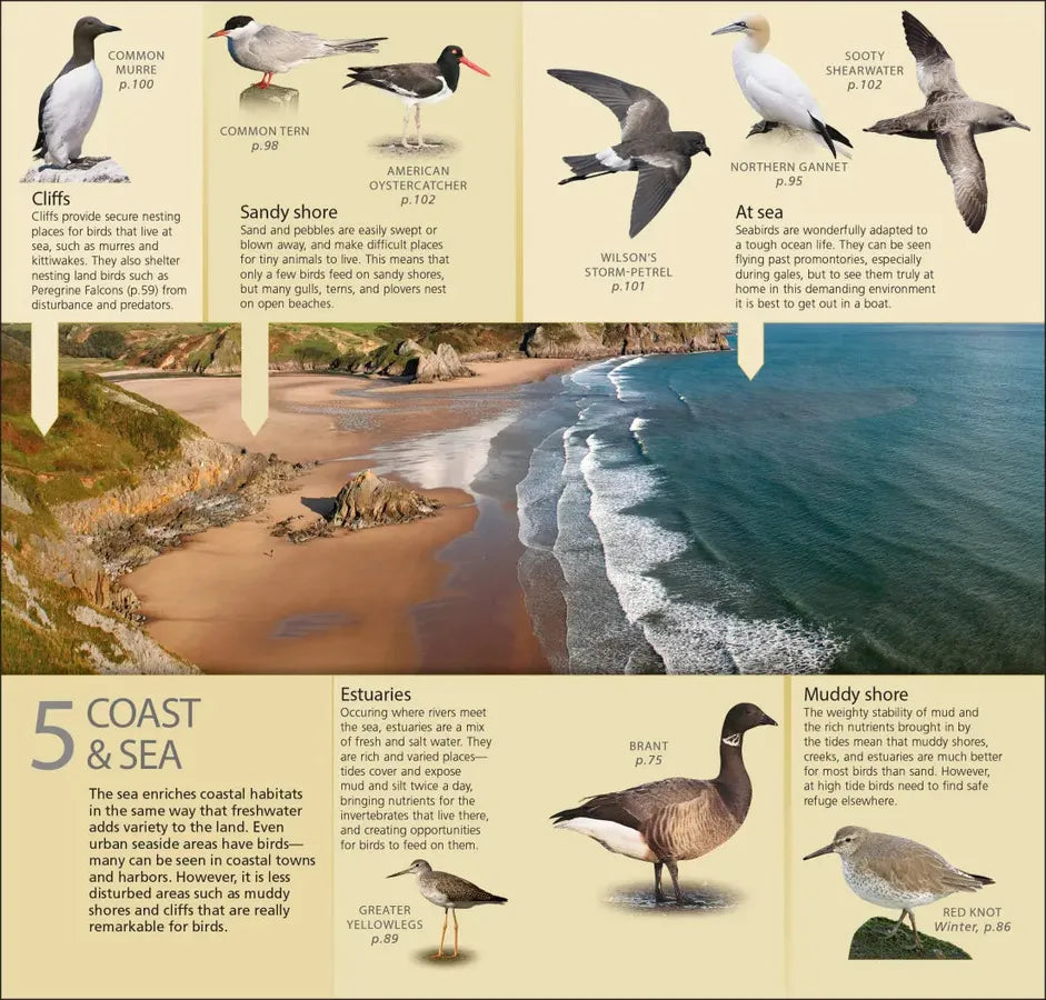 What's that Bird? US - Paperback / softback