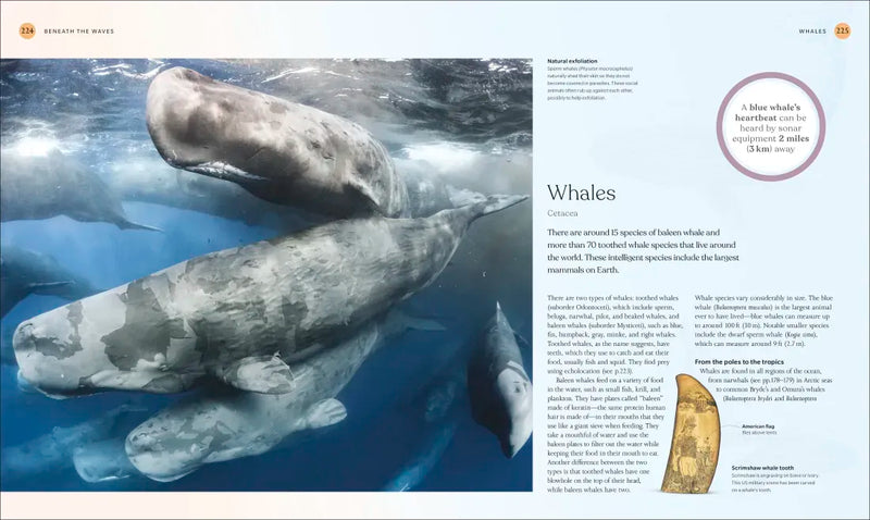 The Ocean Book US - Hardback