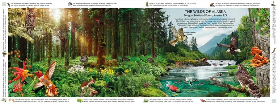 Rainforest US - Hardback
