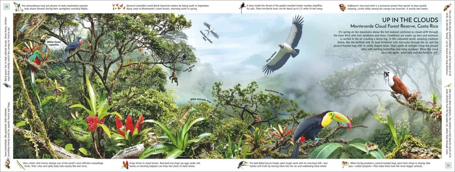 Rainforest US - Hardback