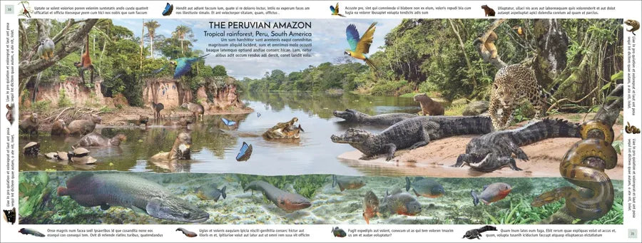 Rainforest US - Hardback