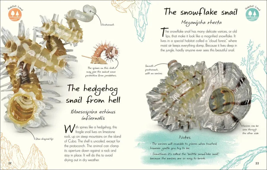 An Anthology of Shells US - Hardback