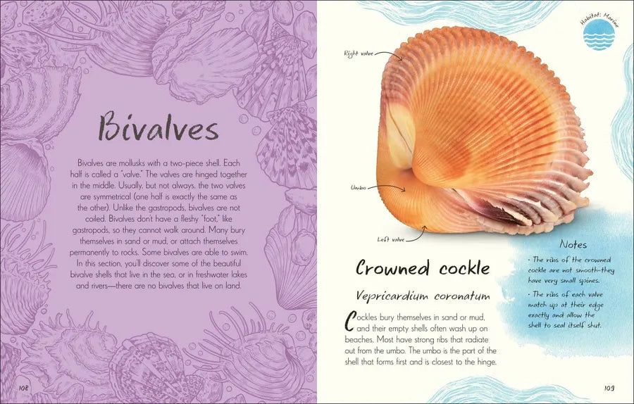 An Anthology of Shells US - Hardback