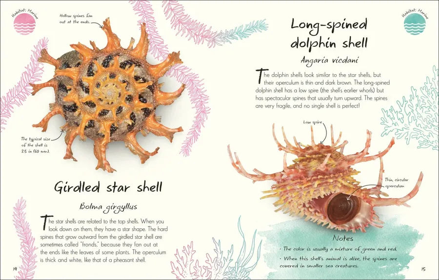 An Anthology of Shells US - Hardback