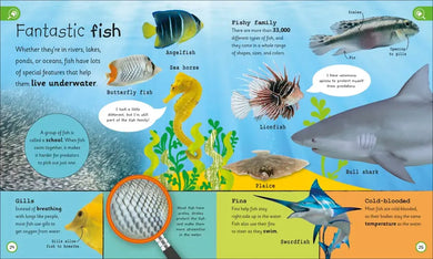 My Encyclopedia of Very Important Animals US - Hardback