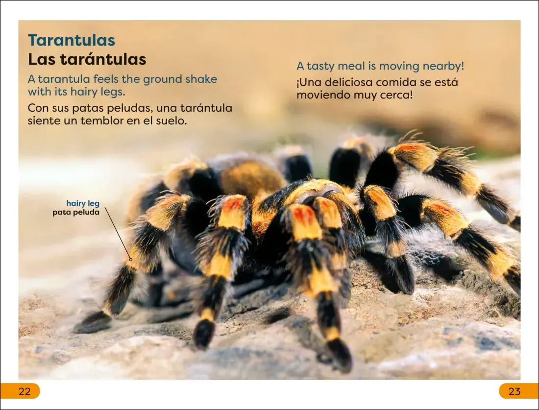 DK Super Readers Level 1 Spanish Bilingual Jungle Animals – Animales de la selva US - Paperback / softback