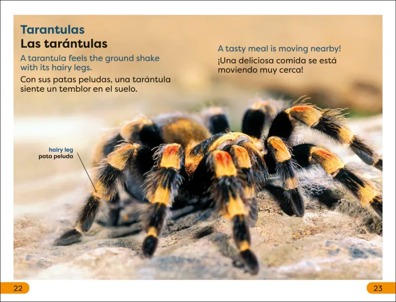 DK Super Readers Level 1 Spanish Bilingual Jungle Animals – Animales de la selva US - Hardback