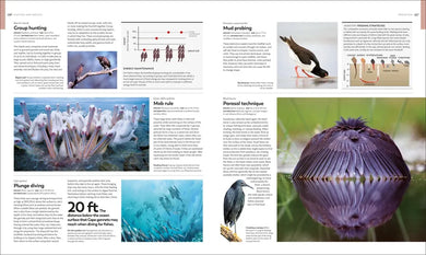 Animal Behavior US - Hardback