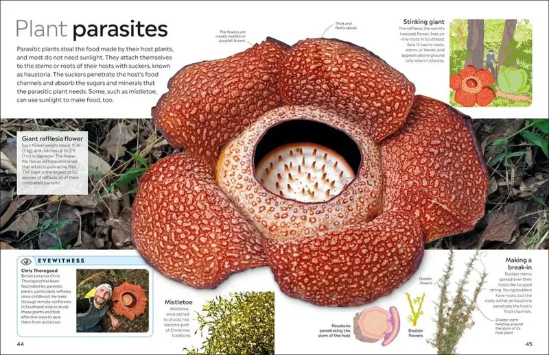 Eyewitness Plant US - Paperback / softback