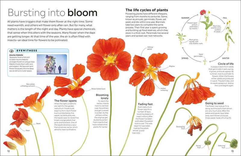 Eyewitness Plant US - Paperback / softback