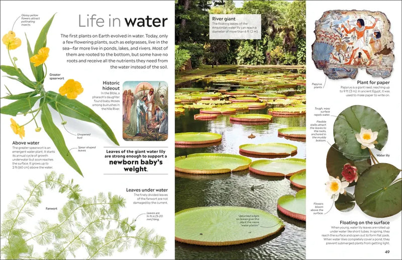 Eyewitness Plant US - Hardback