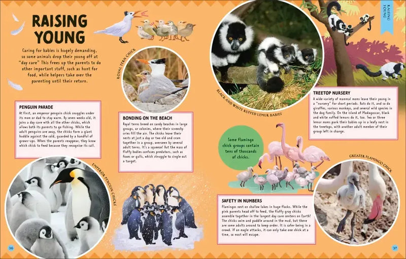 Animal Partnerships US - Hardback