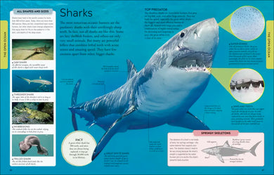 Ocean US - Paperback / softback