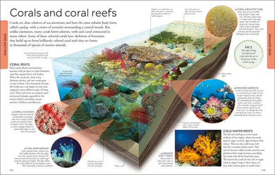 Ocean US - Paperback / softback