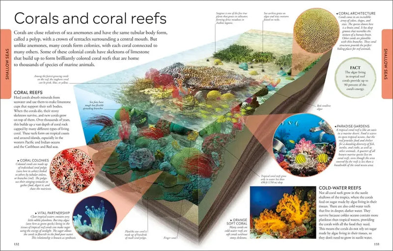 Ocean US - Paperback / softback