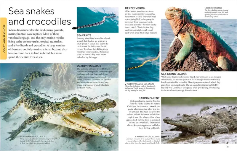 Ocean US - Paperback / softback