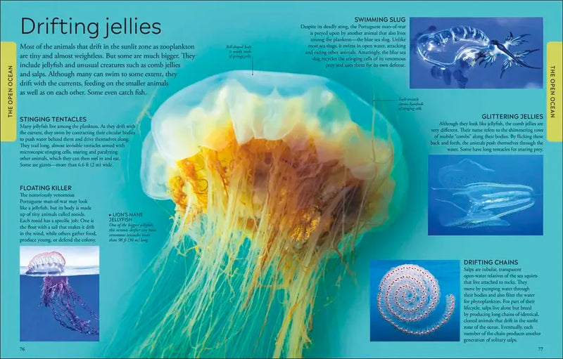 Ocean US - Paperback / softback