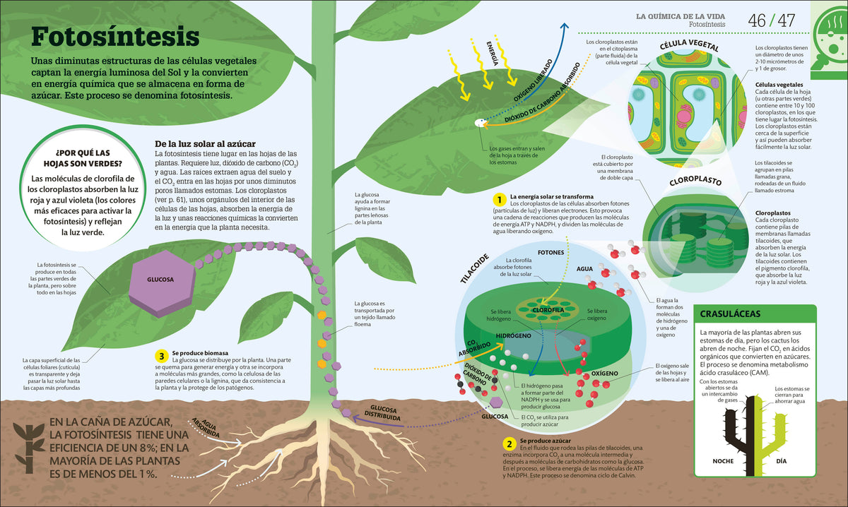 Cómo funciona la biología (How Biology Works) interior 2 (ISBN 9780593969748)