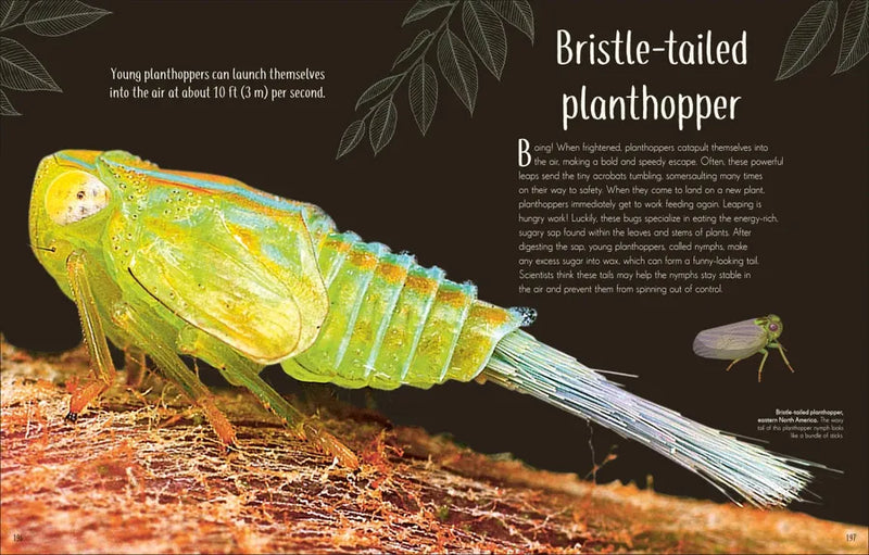 An Anthology of Remarkable Bugs US - Hardback