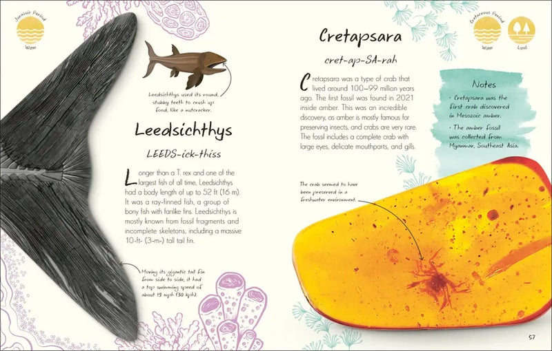 An Anthology of Fossils US - Hardback