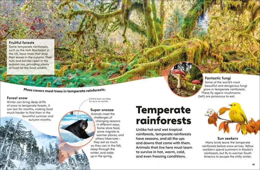 Eyewonder Rainforest US - Hardback