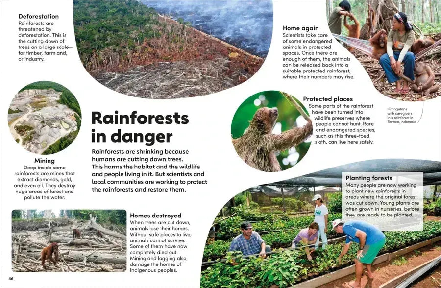 Eyewonder Rainforest US - Hardback