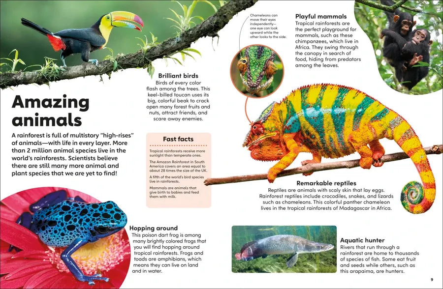 Eyewonder Rainforest US - Hardback