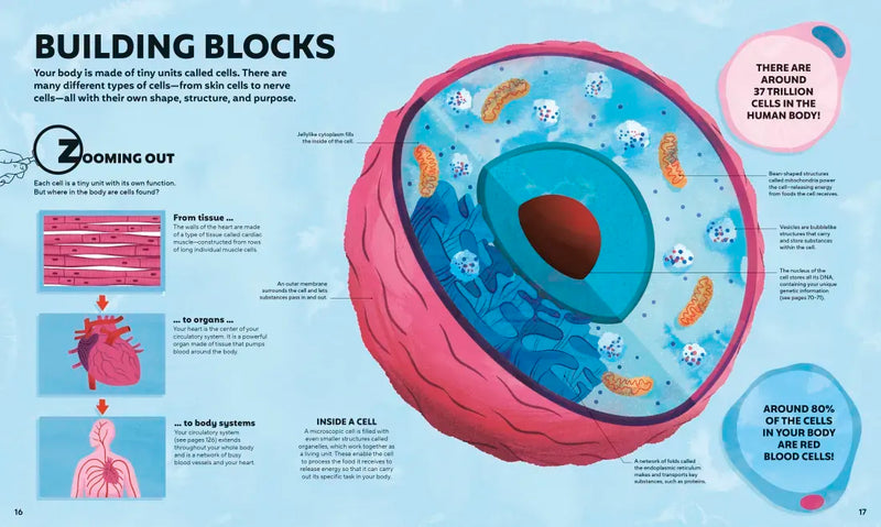 A Day in the Life of Your Body US - Hardback