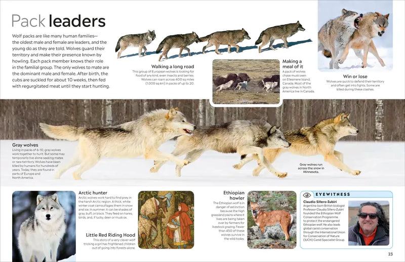 Eyewitness Dog US - Paperback / softback