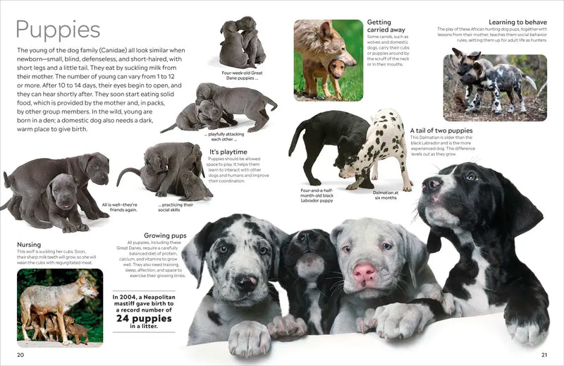 Eyewitness Dog US - Paperback / softback