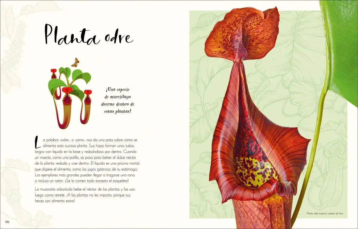 Maravillas naturales (The Wonders of Nature) US - Hardback