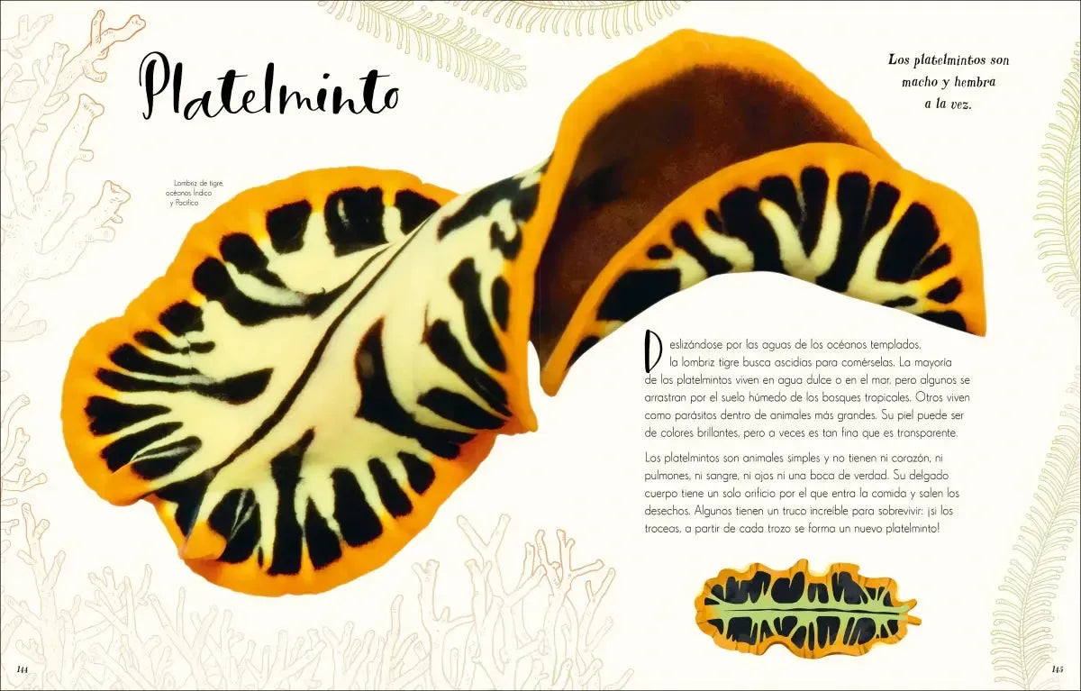 Maravillas naturales (The Wonders of Nature) US - Hardback
