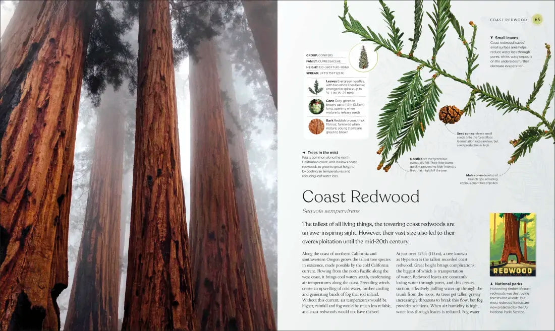 The Tree Book US - Hardback
