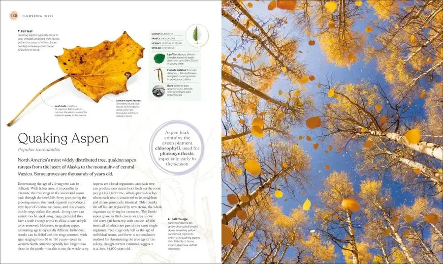 The Tree Book US - Hardback
