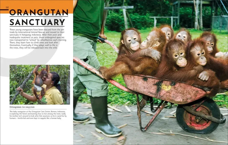 Behind the Scenes at the Zoo US - Hardback