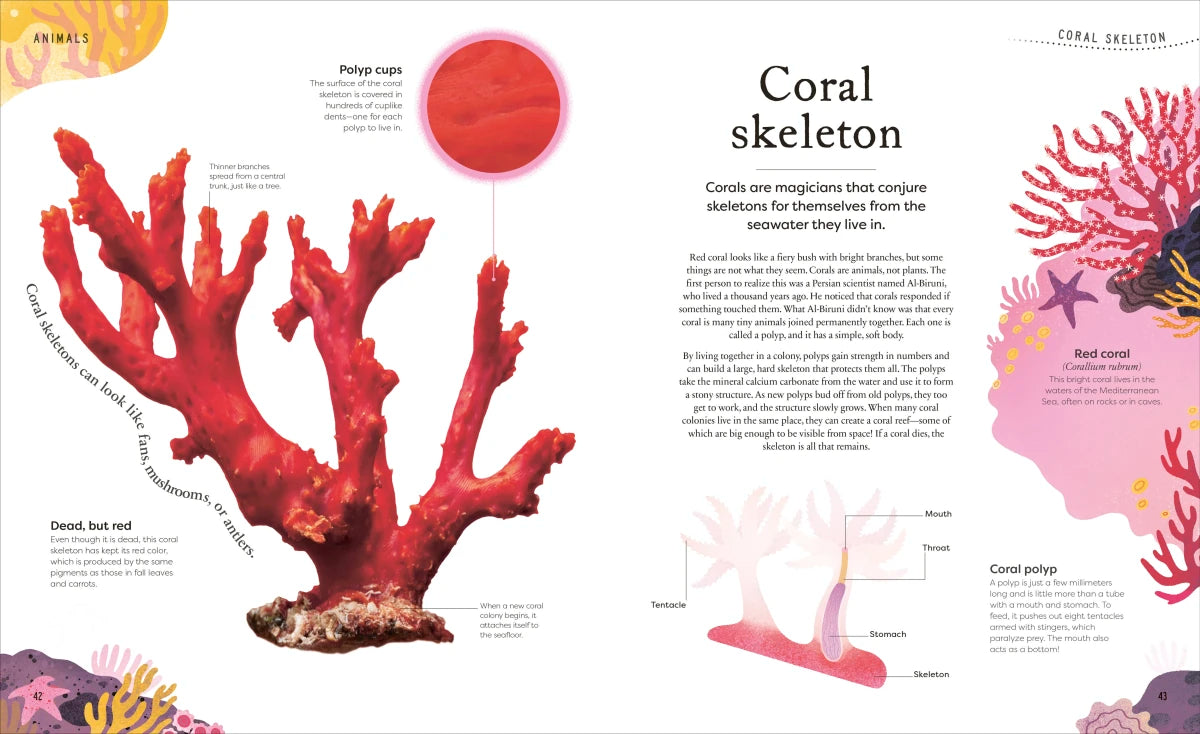 Nature's Treasures US - Hardback