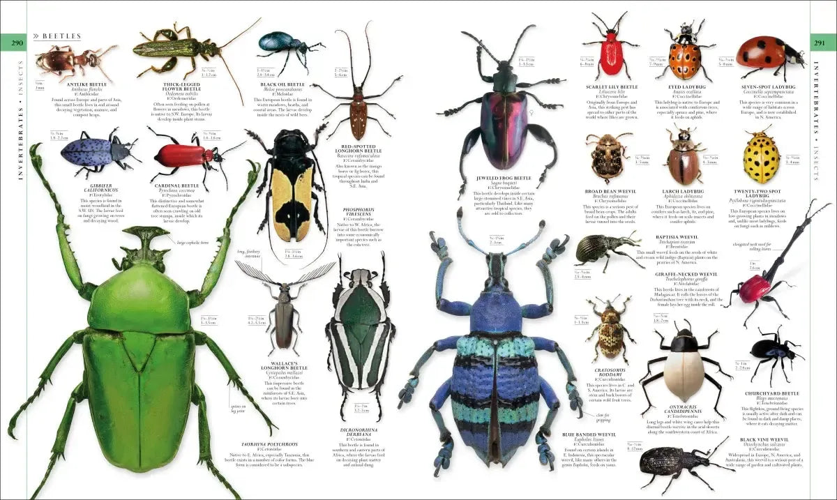 Natural History US - Hardback