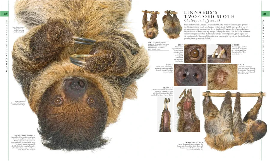 Natural History US - Hardback