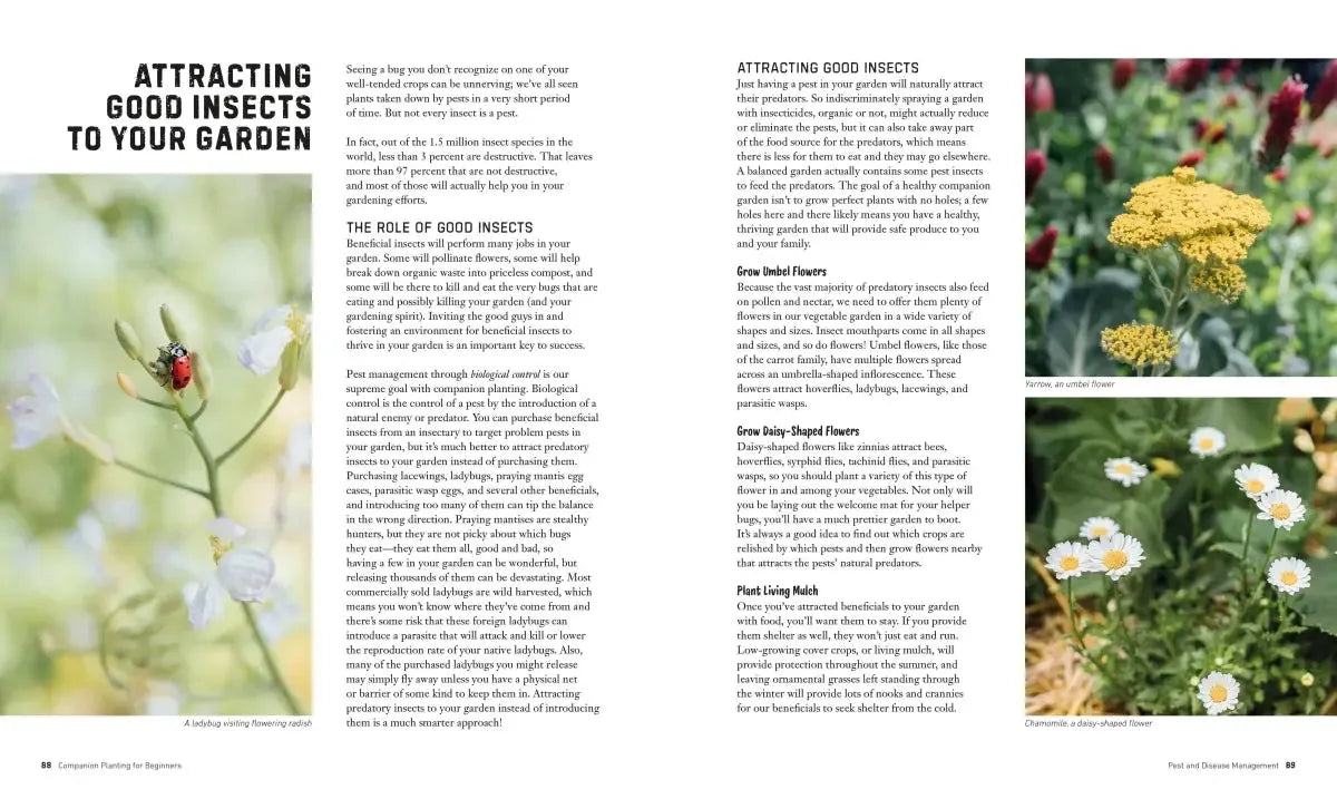Companion Planting for Beginners US - Paperback / softback
