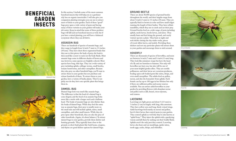 Companion Planting for Beginners US - Paperback / softback